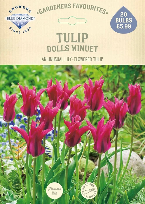 Tulip Dolls Minuet GF - image 2