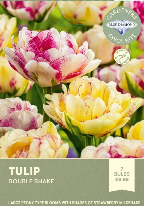 Tulip Double Shake