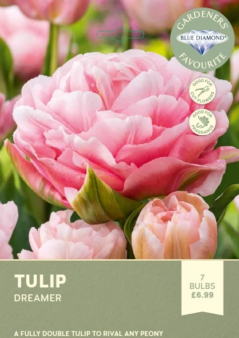 Tulip Dreamer