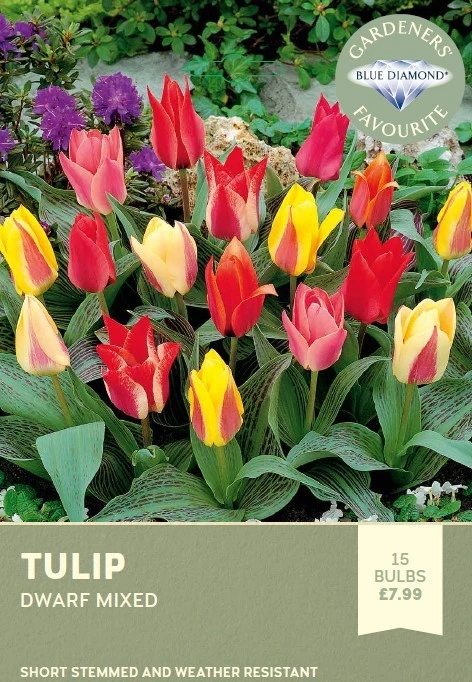 Tulip Dwarf Mixed