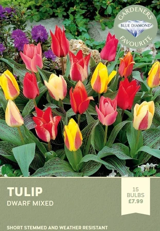 Tulip Dwarf Mixed