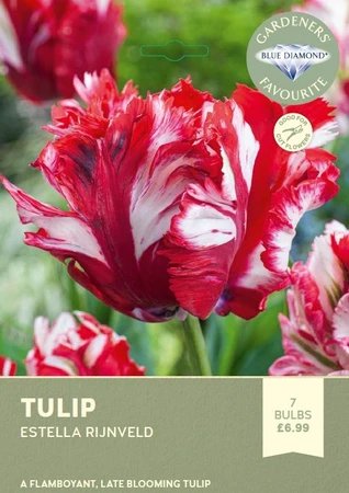 Tulip Estella Rijnveld