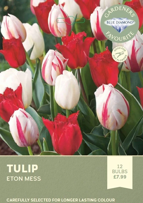 Tulip Eton Mess