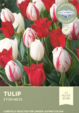 Tulip Eton Mess