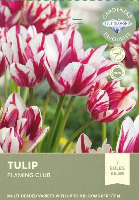 Tulip Flaming Club