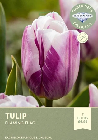 Tulip Flaming Flag