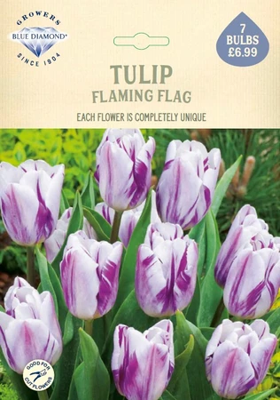 Tulip Flaming Flag NE - image 1