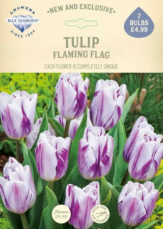 Tulip Flaming Flag NE - image 2