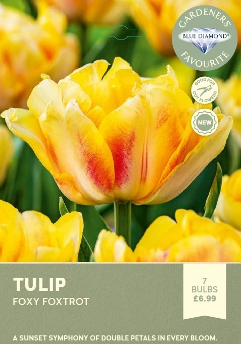 Tulip Foxy Foxtrot