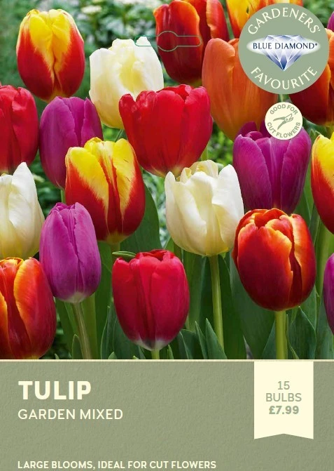 Tulip Garden Mixed