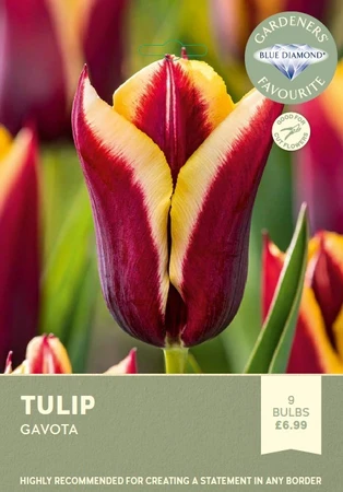 Tulip Gavota