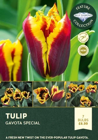 Tulip Gavota Special