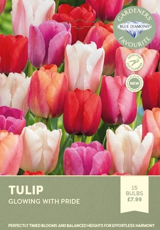 Tulip Glowing with Pride