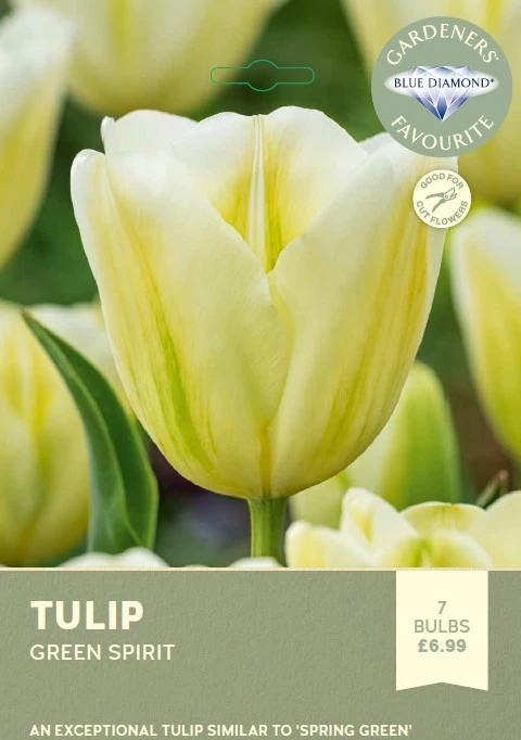Tulip Green Spirit