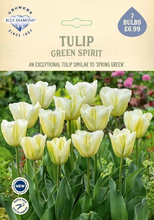 Tulip Green Spirit NE