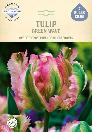 Tulip Green Wave NE