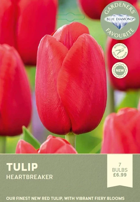 Tulip Heart Breaker