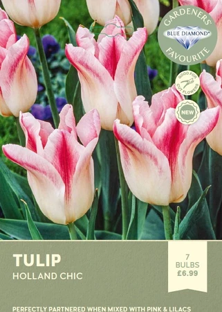 Tulip Holland Chic