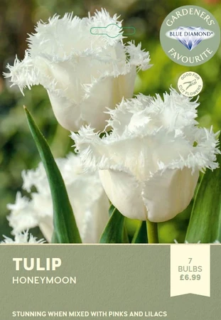 Tulip Honeymoon