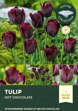 Tulip Hot Chocolate