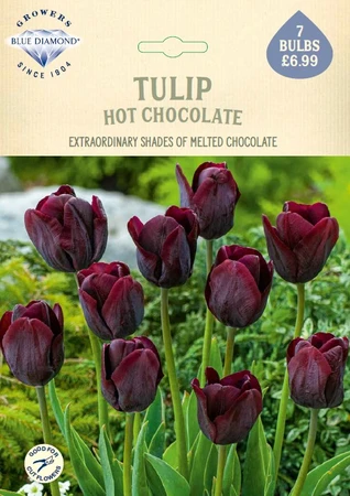 Tulip Hot Chocolate NE