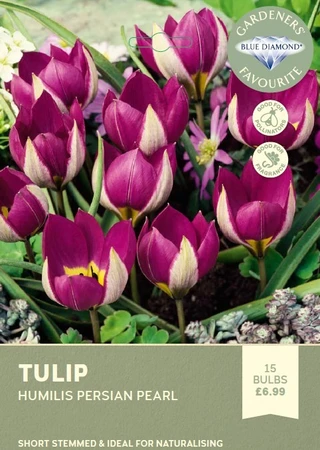 Tulip Humilis Persian Pearl
