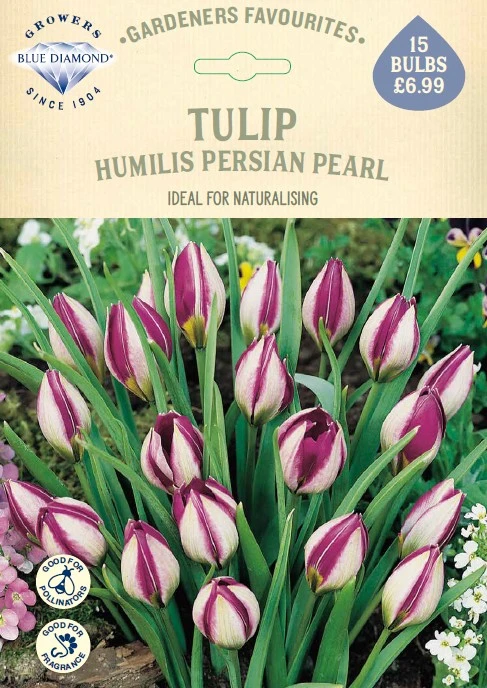 Tulip Humilis Persian Pearl GF - image 1