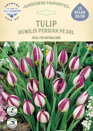 Tulip Humilis Persian Pearl GF - image 1