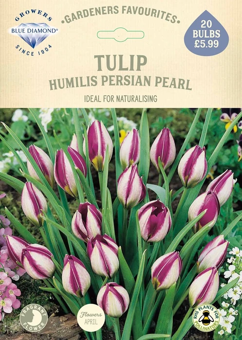 Tulip Humilis Persian Pearl GF - image 2