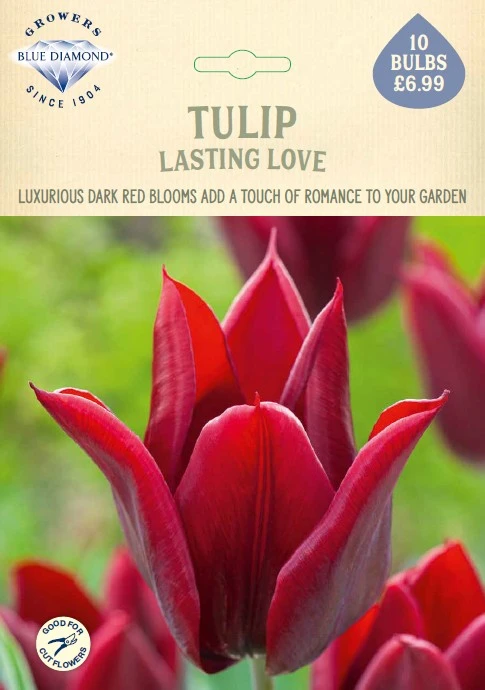 Tulip Lasting Love NE