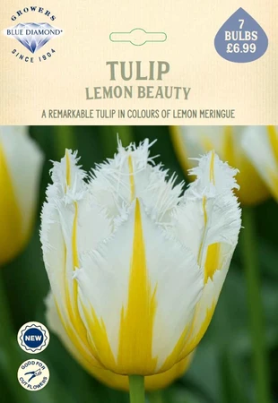 Tulip Lemon Beauty NE
