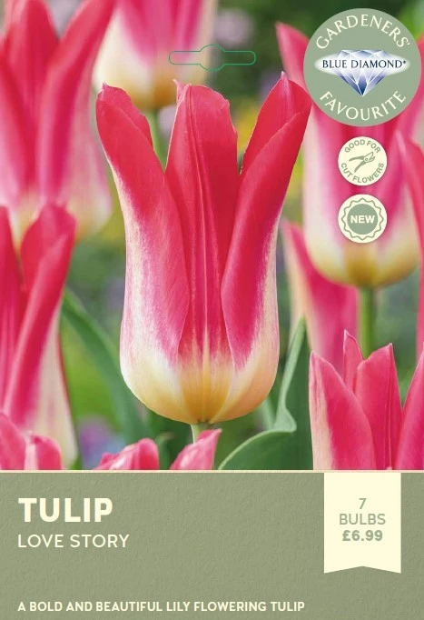 Tulip Love Story
