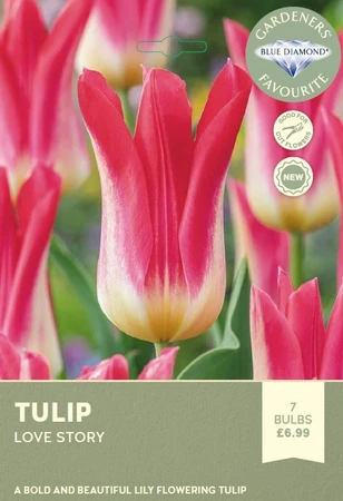 Tulip Love Story