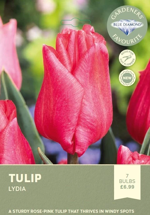 Tulip Lydia
