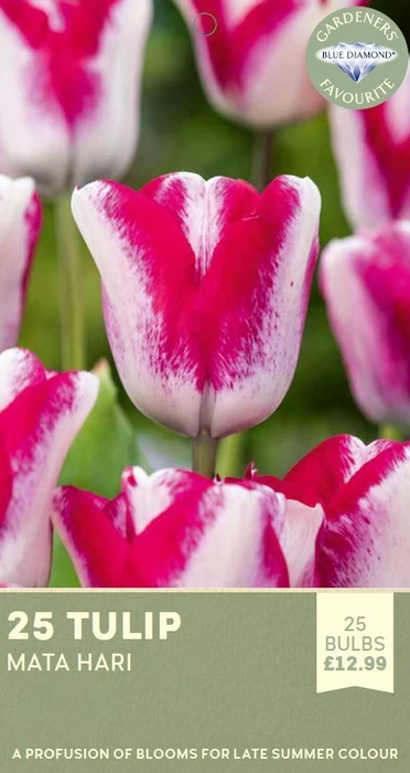 Tulip Mata Hari