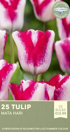 Tulip Mata Hari