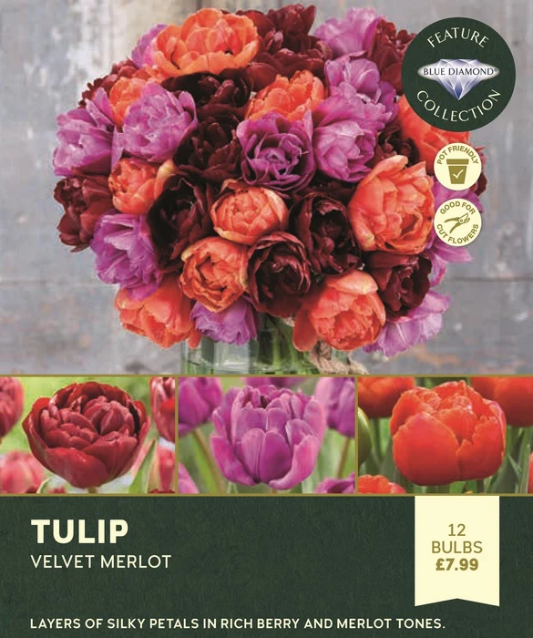 Tulip Midnight Sangria