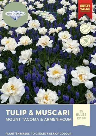 Tulip Mount Tacoma Muscari