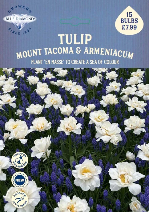 Tulip Mount Tacoma Muscari BR