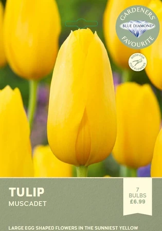 Tulip Muscadet