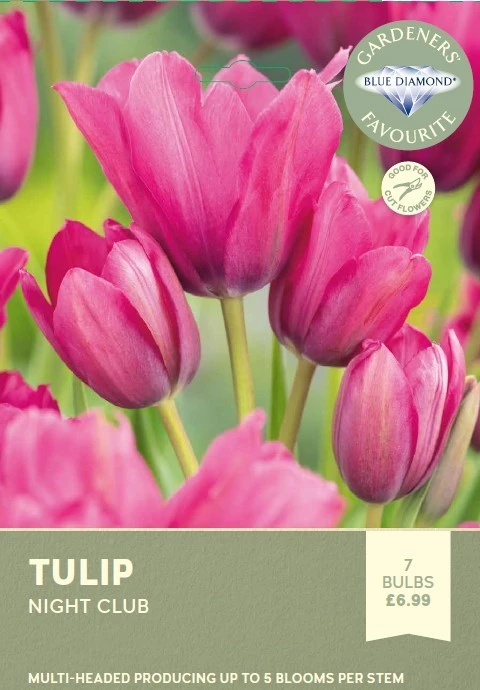Tulip Night Club