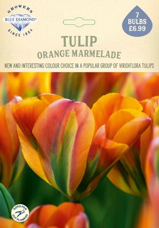 Tulip Orange Marmelade NE