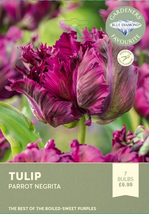 Tulip Parrot Negrita