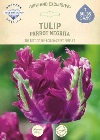 Tulip Parrot Negrita NE - image 2
