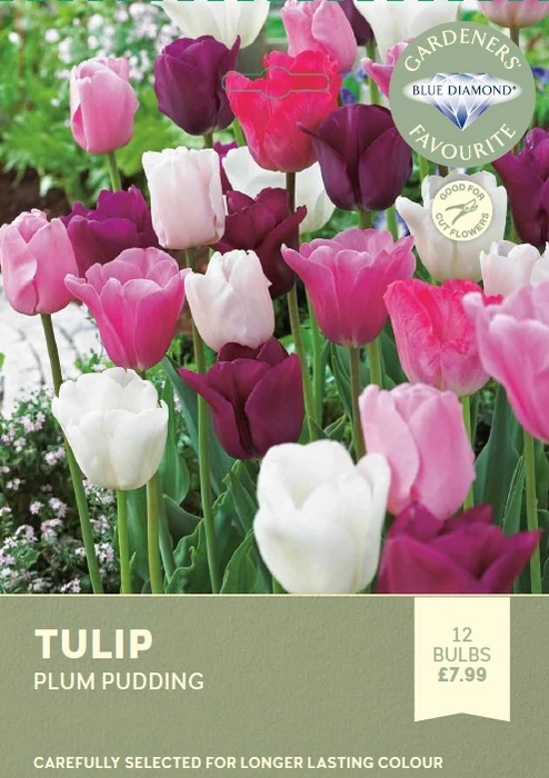 Tulip Plum Pudding