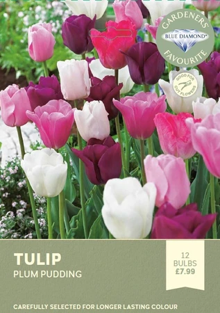 Tulip Plum Pudding