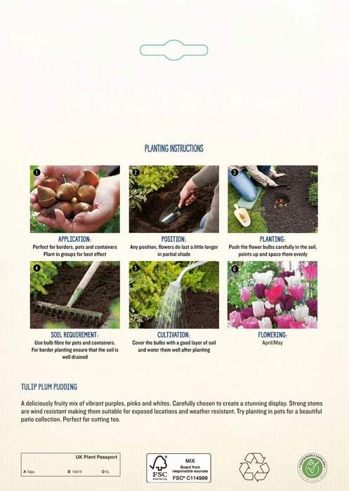 Tulip Plum Pudding CR - image 4