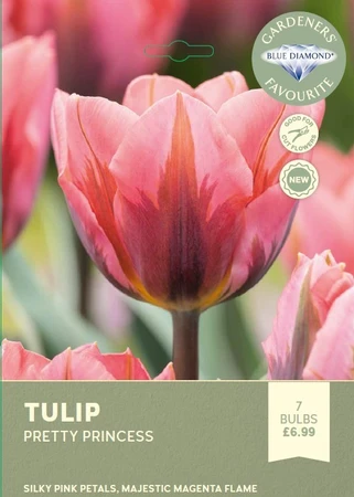 Tulip Pretty Princess