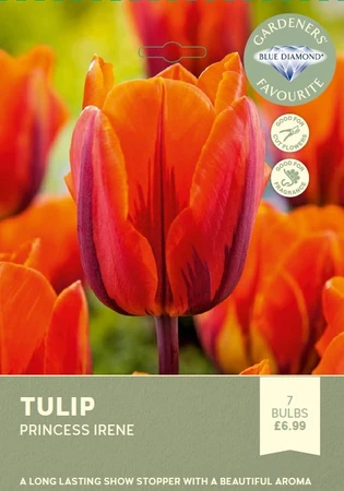 Tulip Princess Irene