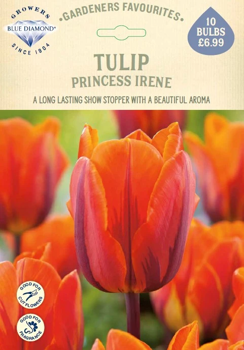 Tulip Princess Irene GF - image 1